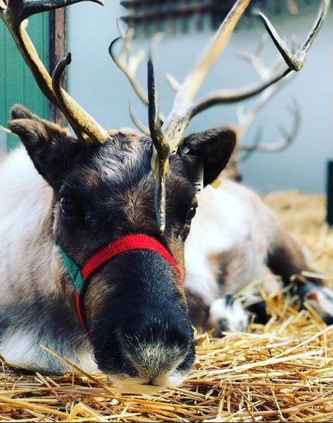 Santa's reindeer resting before the big flight*