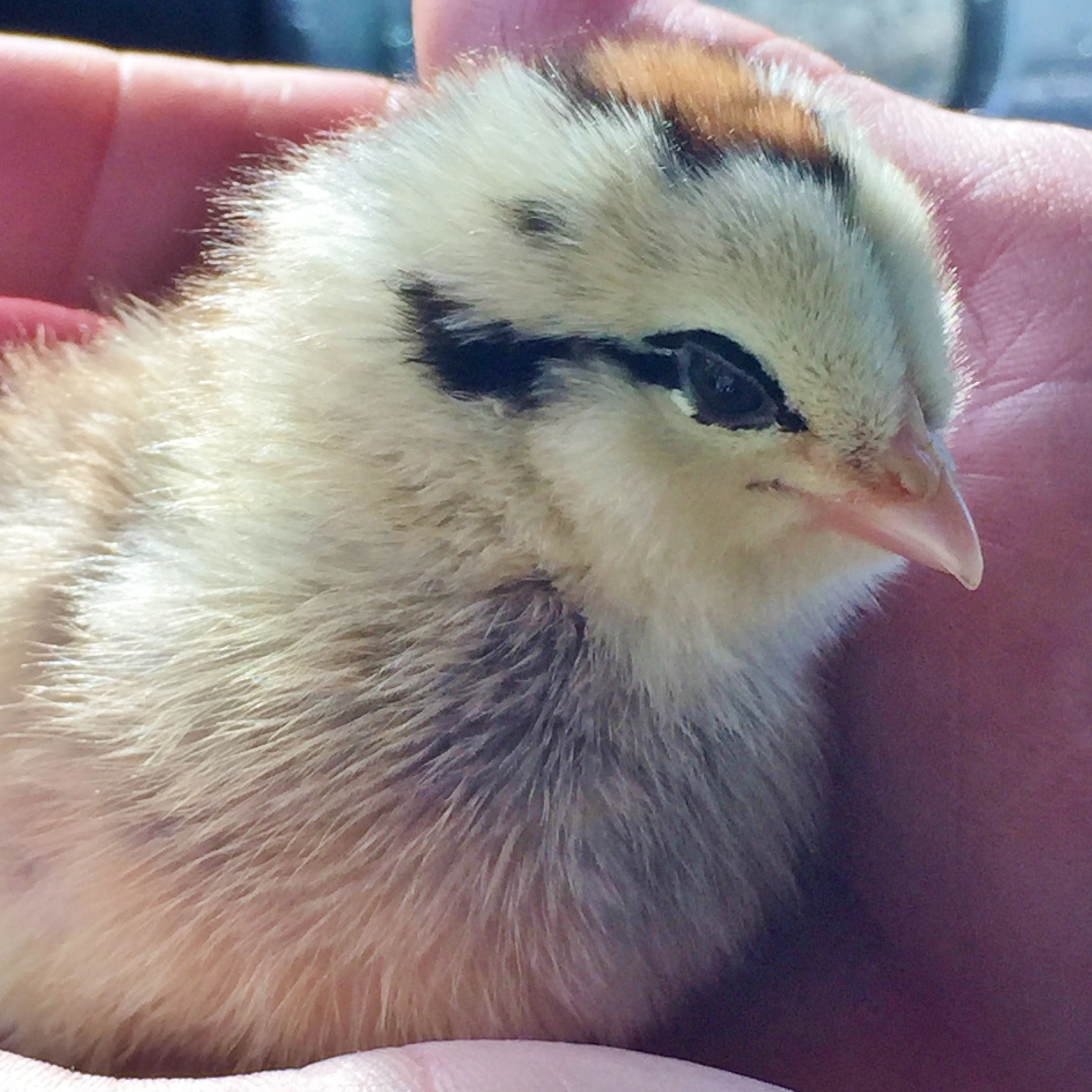 This baby chick was adopted by a Swansons employee
