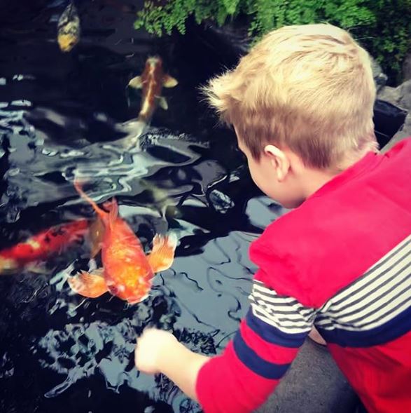 The koi ponds are a year-round attraction*