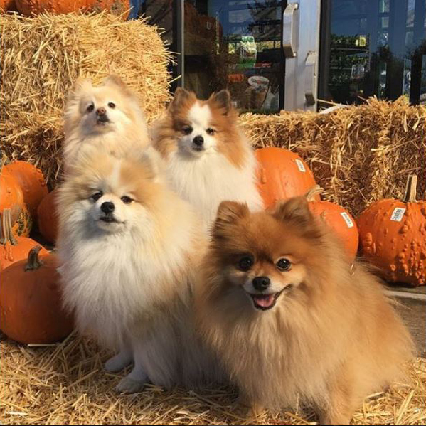 Pomeranian pumpkin party*