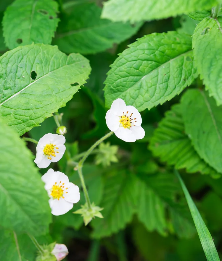 Growing Strawberries in the Pacific Northwest — Seattle's Favorite