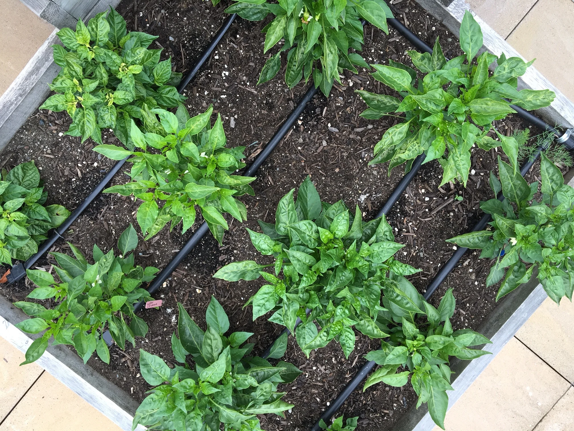 Drip irrigation