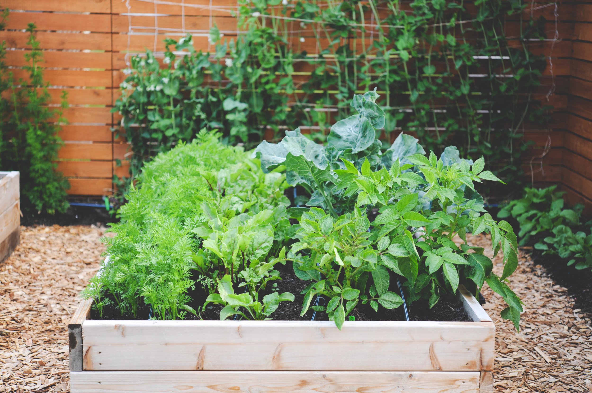 Quand planter des plates-bandes surélevées Seattle
