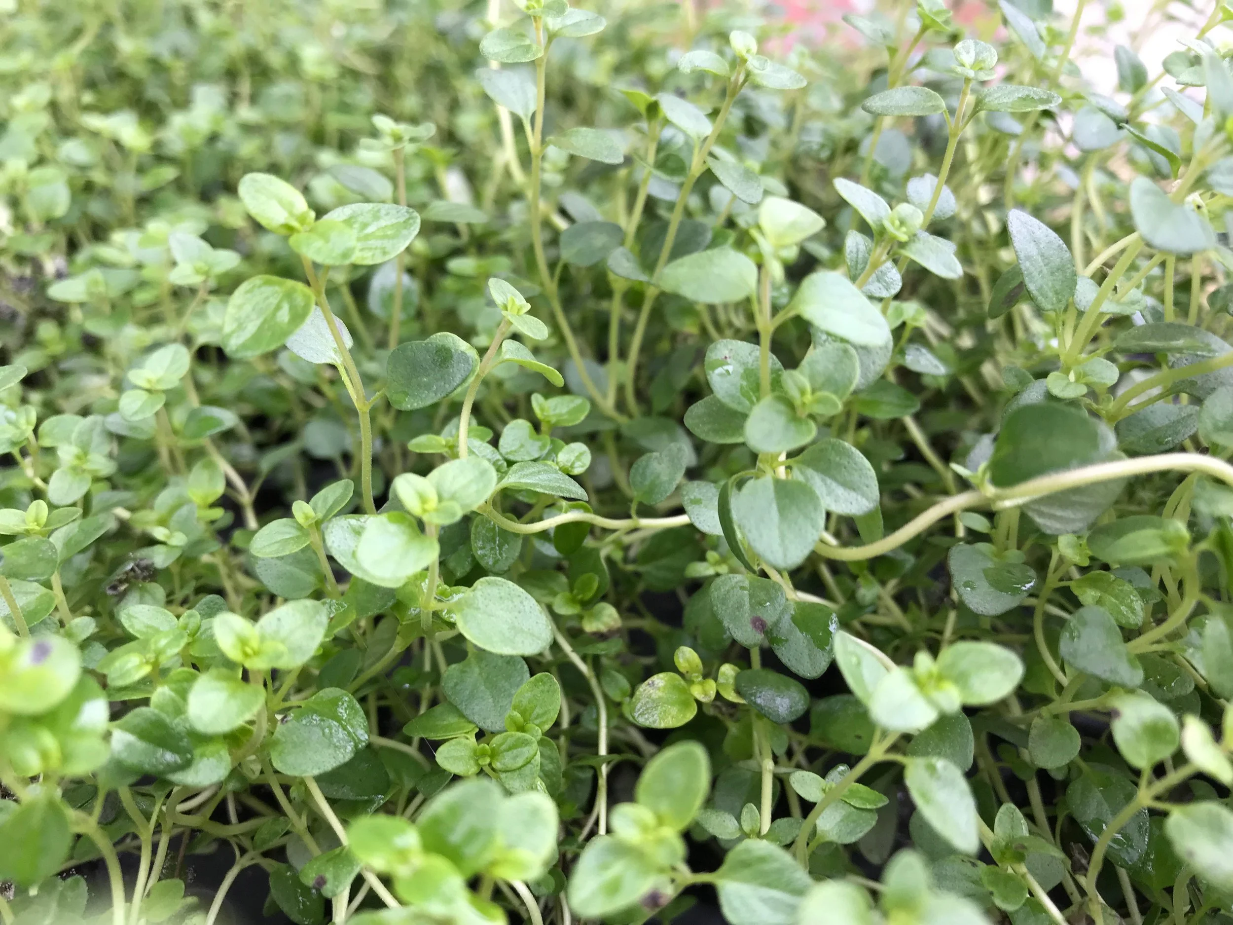 Creating an Indoor Herb Garden