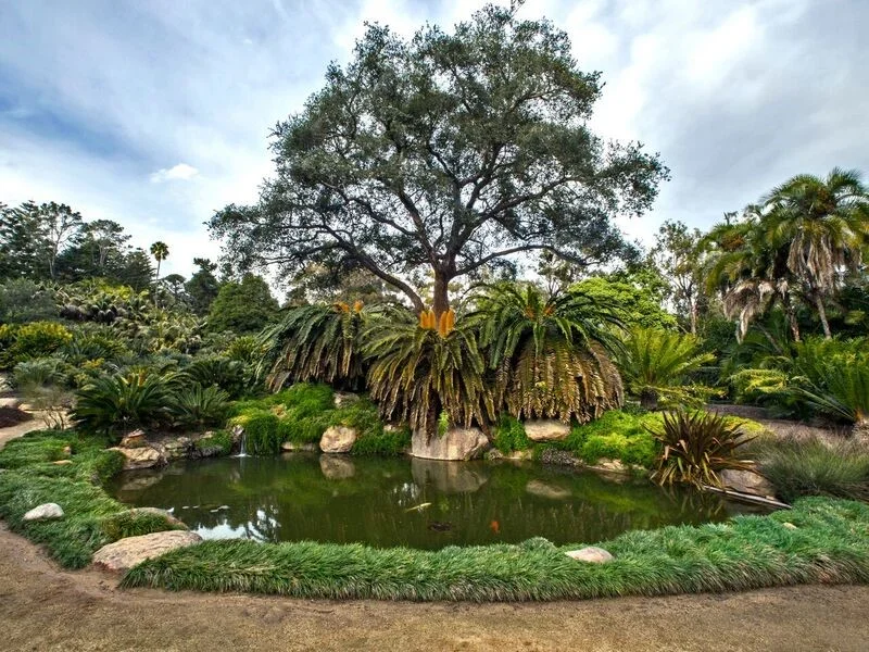 Encephalartos woodii.jpg