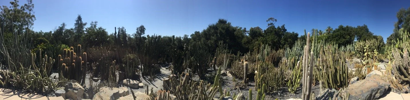 Cactus Garden.jpg