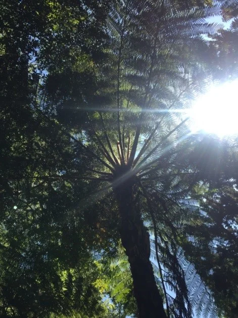 Fern Garden2.jpg