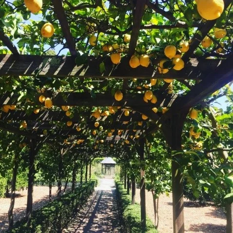 Citrus.jpg
