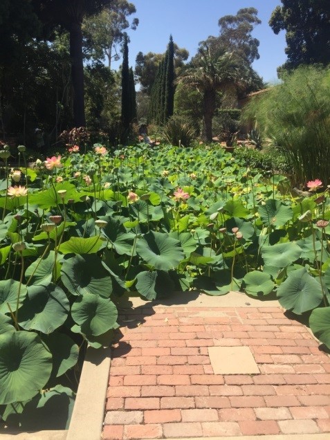 Lotus2.jpg