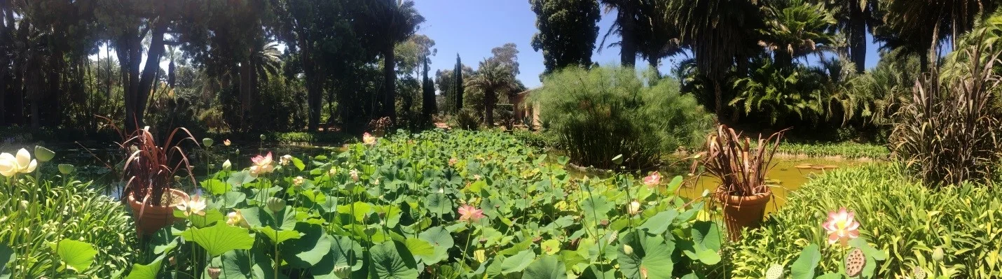 Lotus Garden.jpg