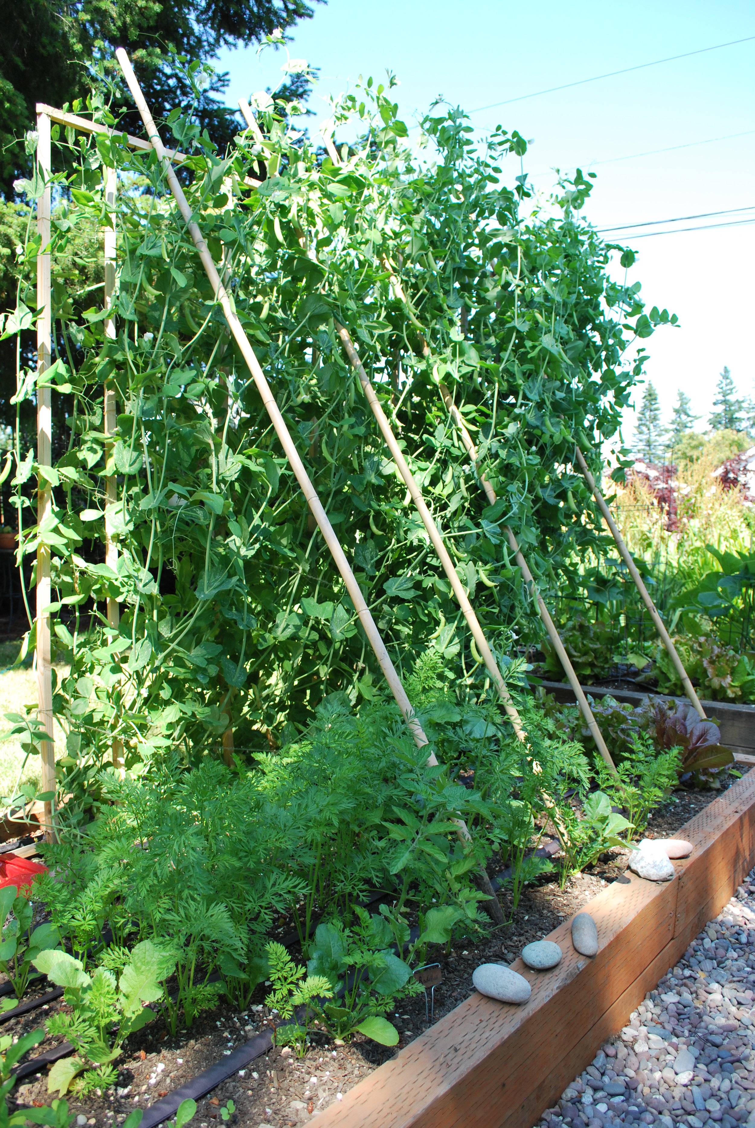 How To Grow Peas Swansons Nursery Seattle S Favorite Garden