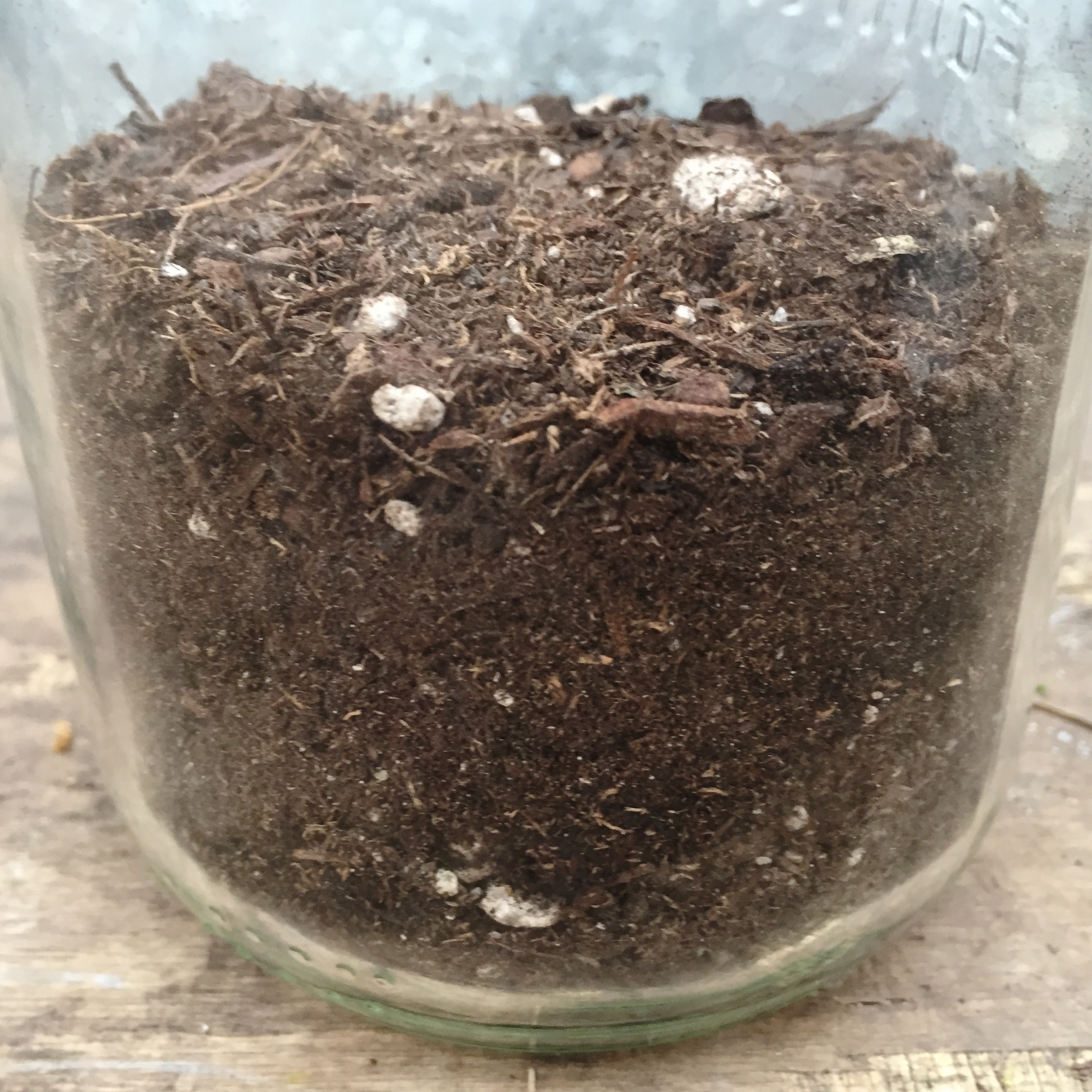 03 potting soil (1).jpg