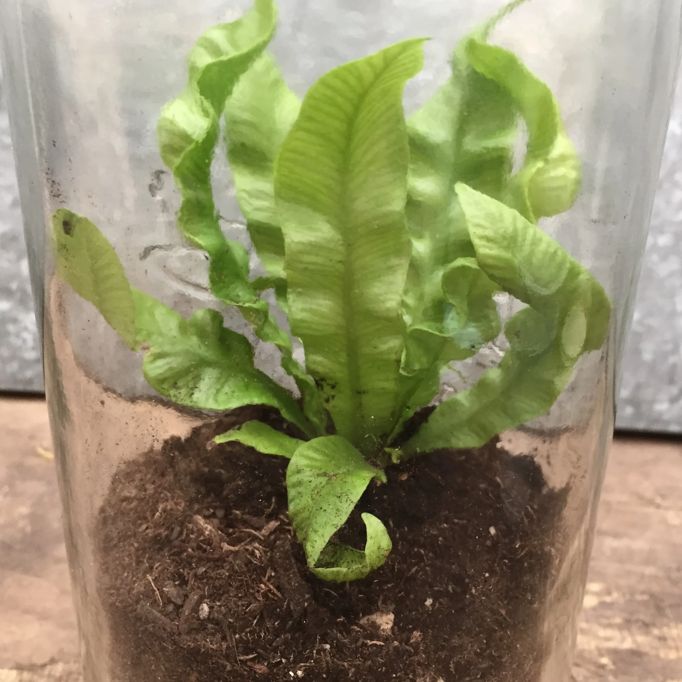 06 plant (7).jpg