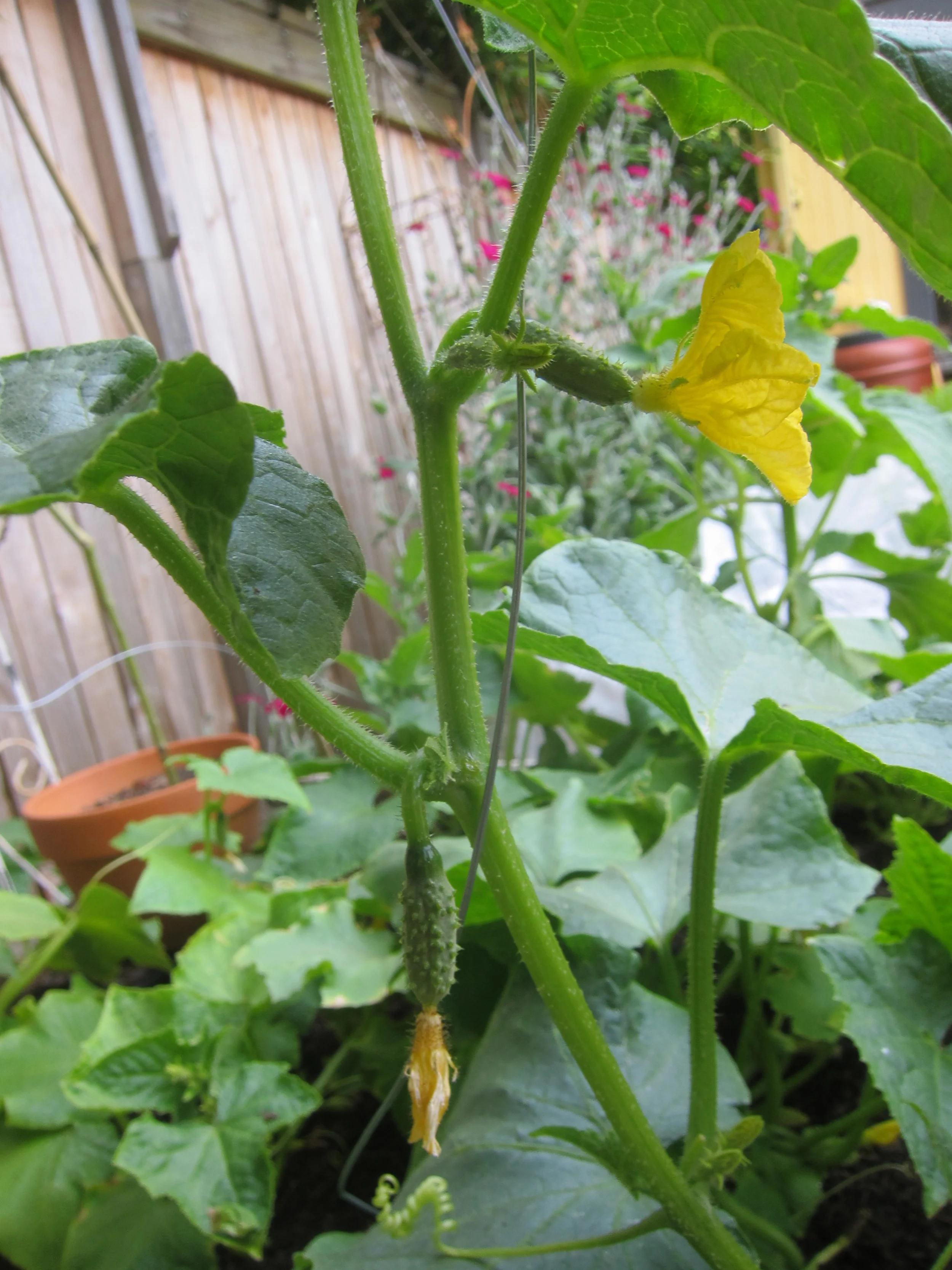 Baby cornichons