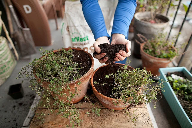 Setting Up Your Edible Container Garden: Tips for Apartment Dwellers and Small Spaces
