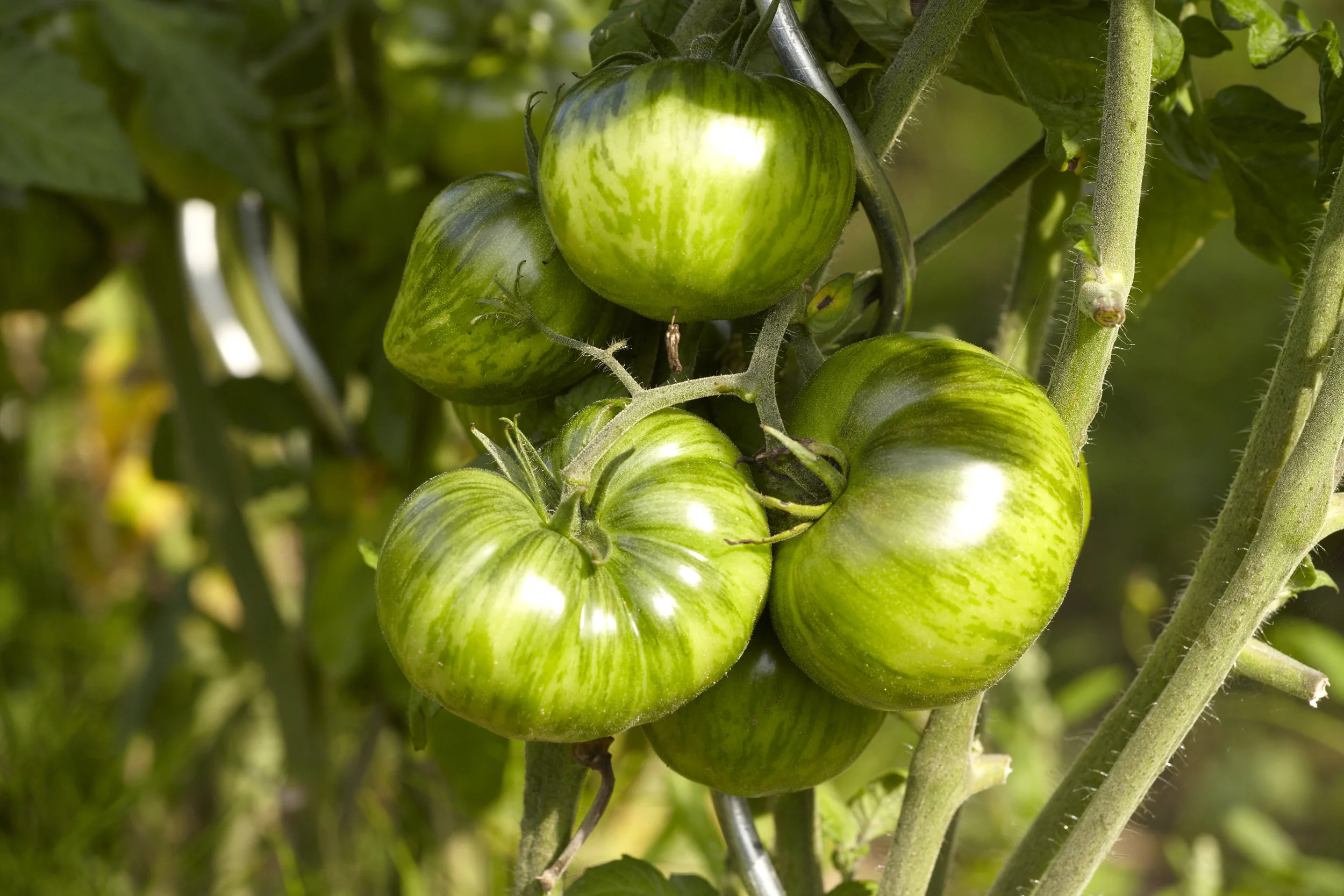 Green Zebra Tomato
