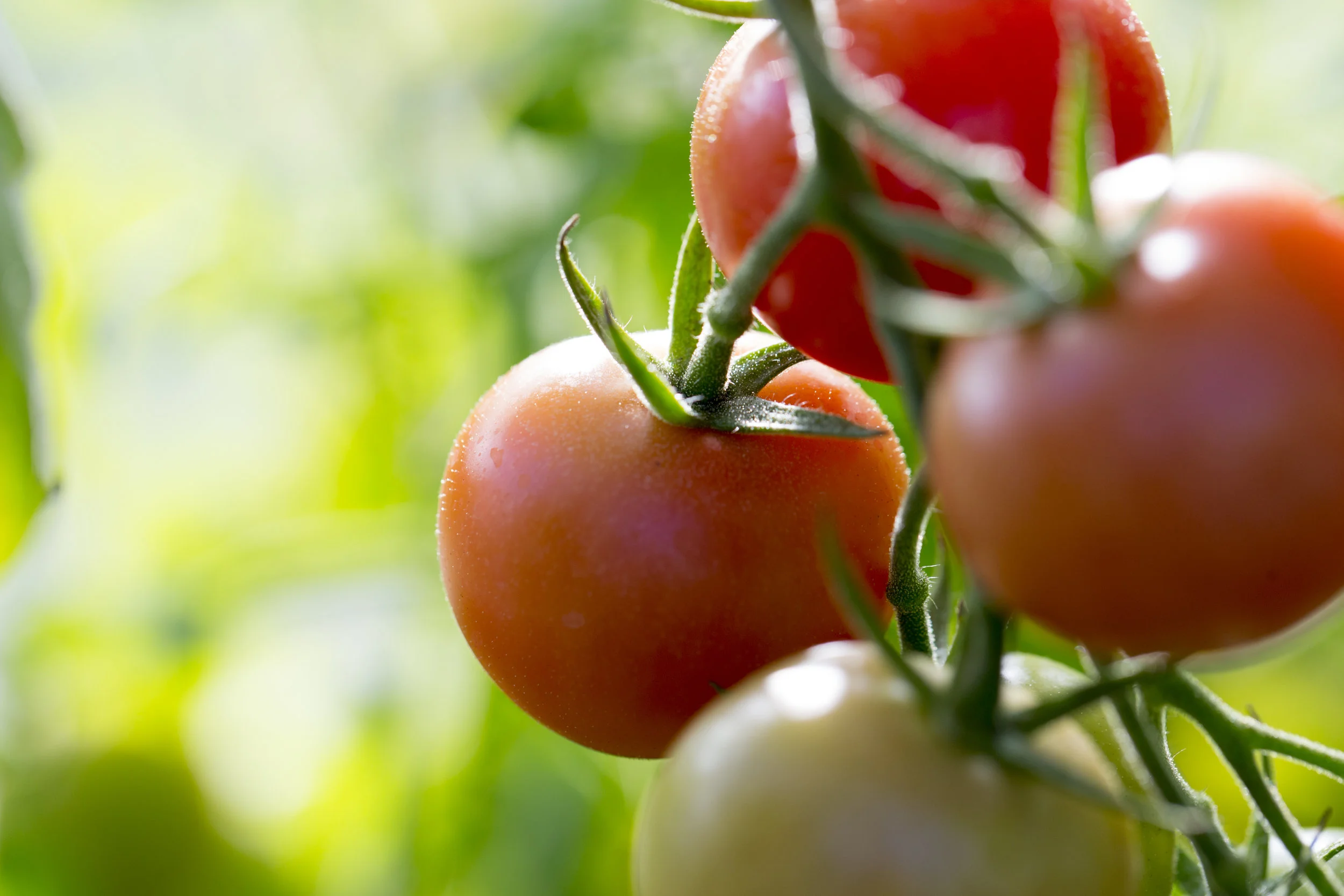Moskovich Tomato