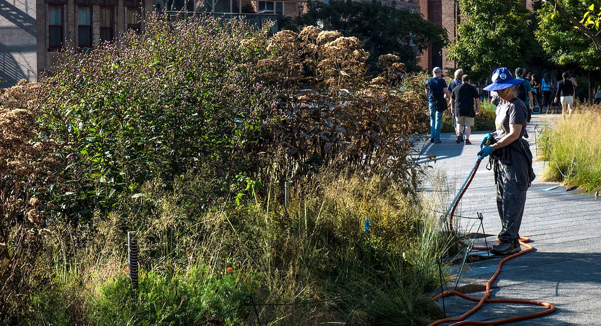 Even the drought-tolerant plants on New York City's High Line need periodic watering. (image: Wikimedia Commons)
