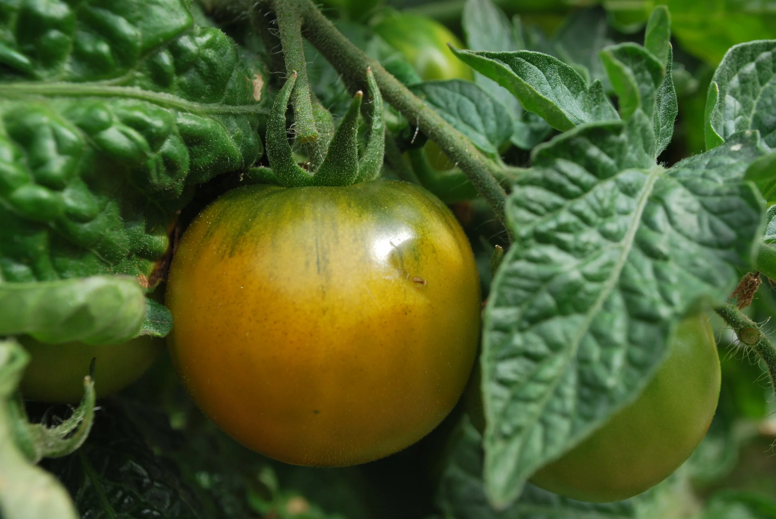 veggies 014.jpg