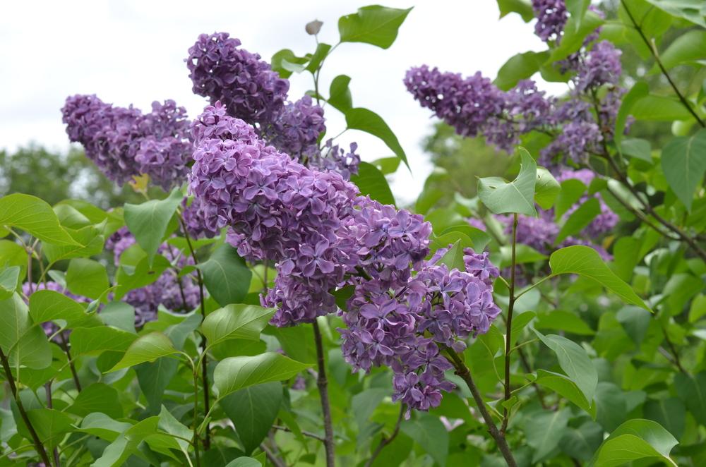 Pruning Lilacs — Seattle's Favorite Garden Store Since 1924 Swansons
