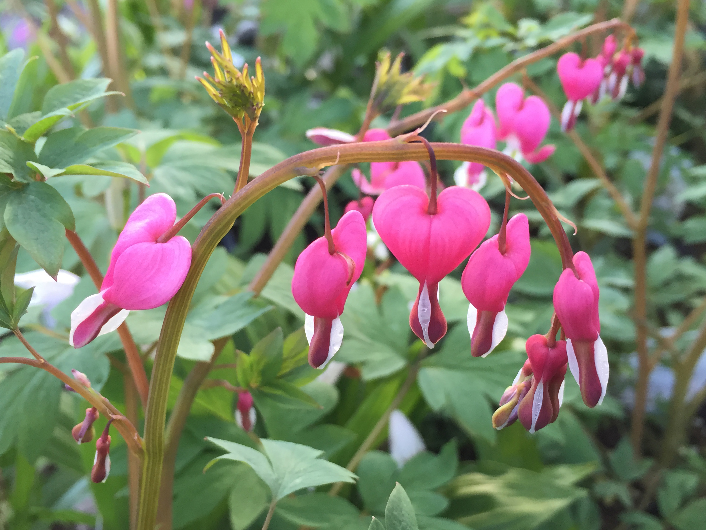 Image of Dicentra snowberry companion plant