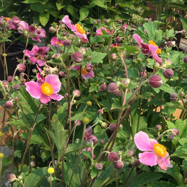 Japanese-anemone-square.jpg