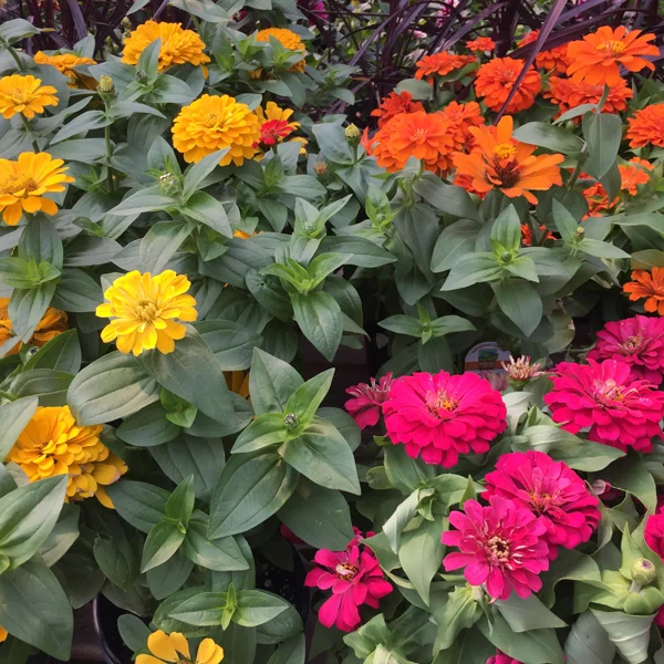 Zinnias.jpg