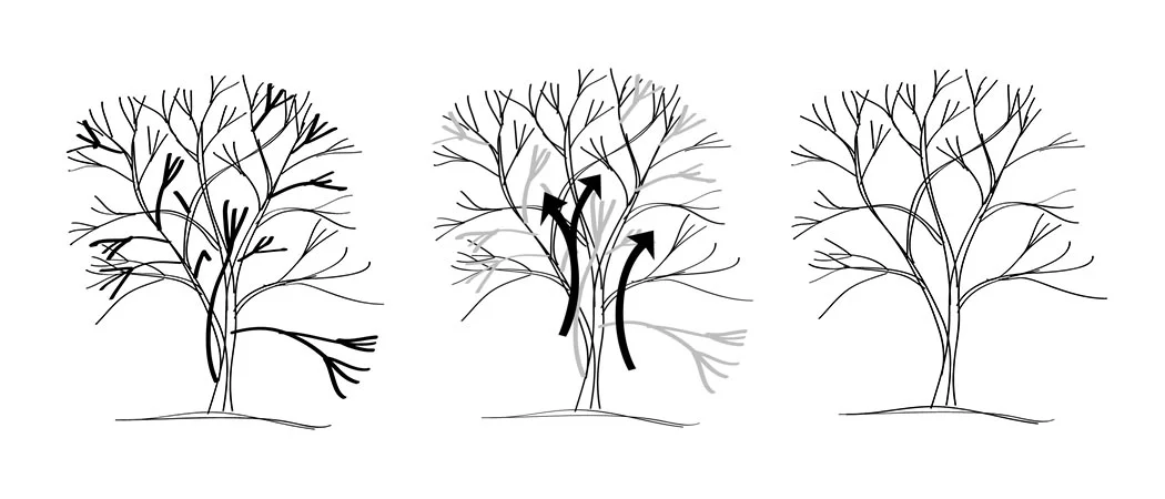 Thinning from inside out.