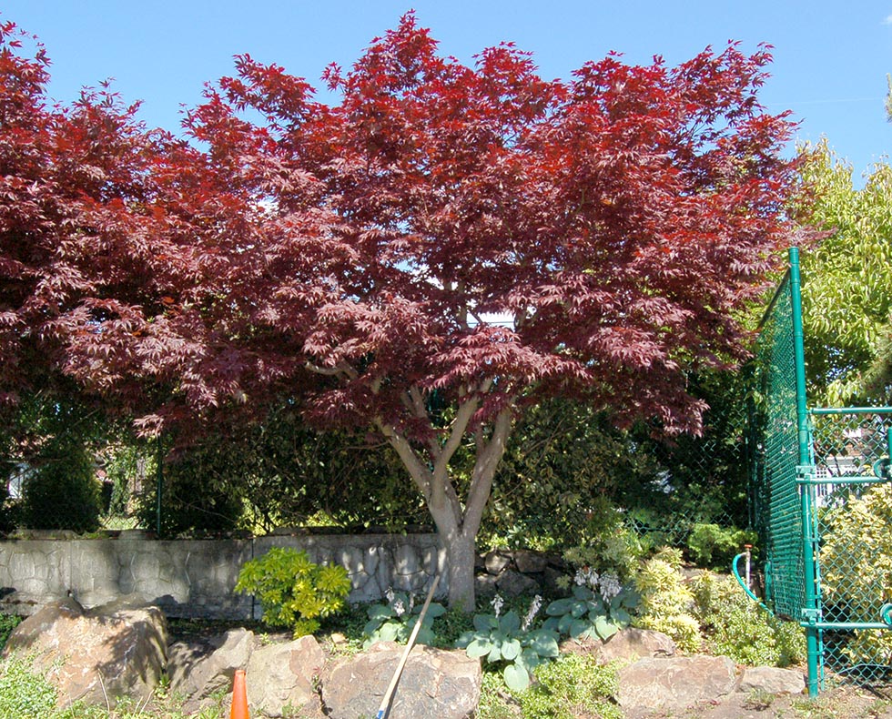 Pruning Japanese Maples — Seattle's Favorite Garden Store Since 1924 -  Swansons Nursery