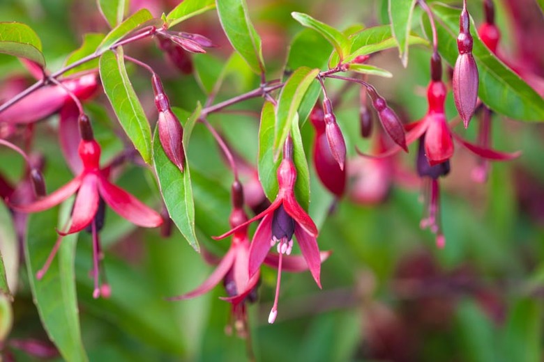 Fuchsia 'Dying Embers'