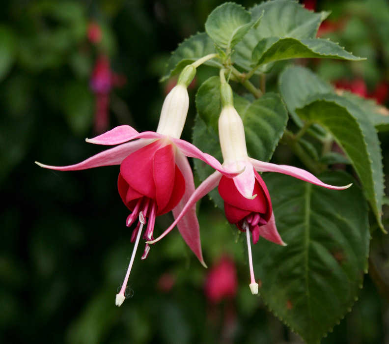 Fuchsia 'Celia Smedley'