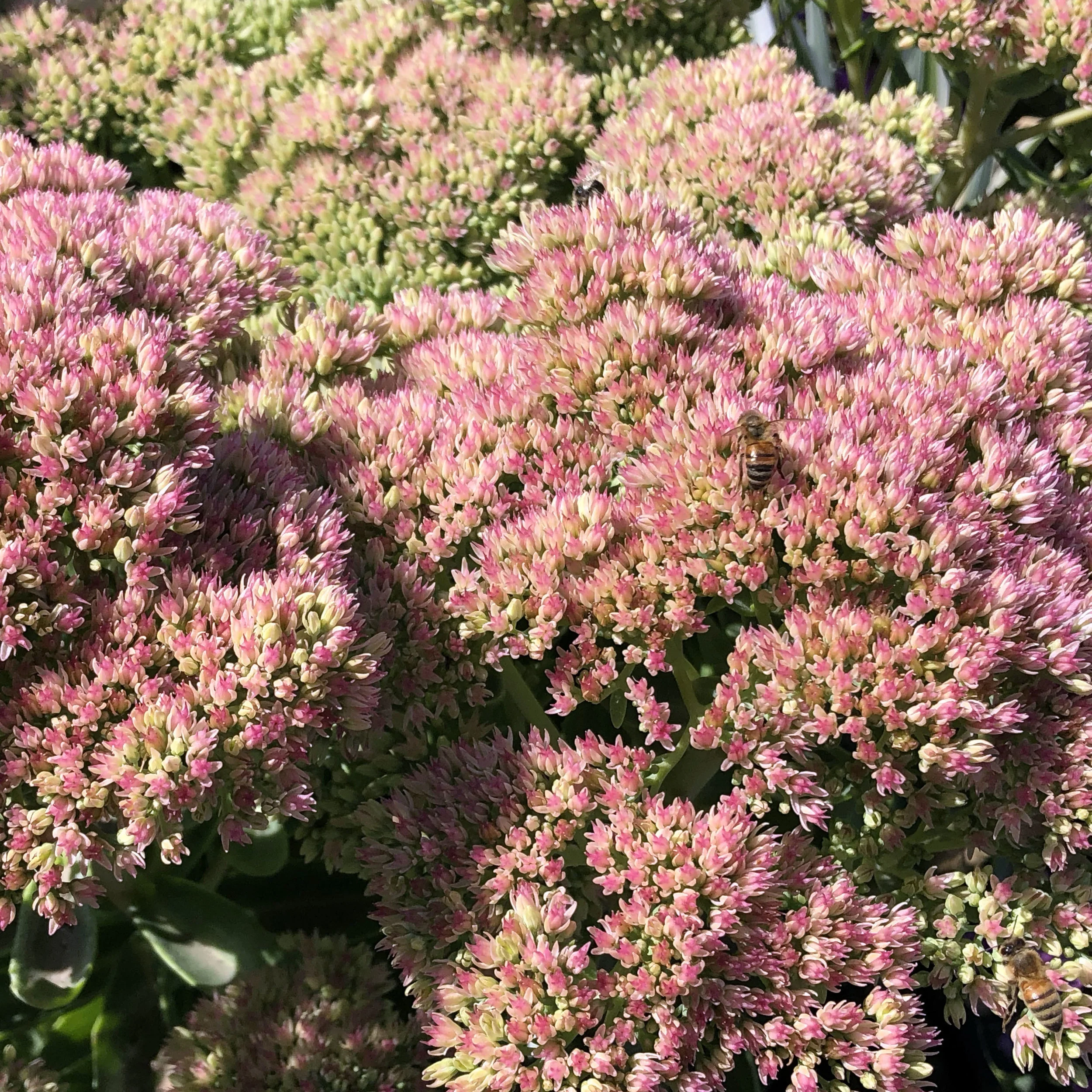 Sedum autumn joy.jpg