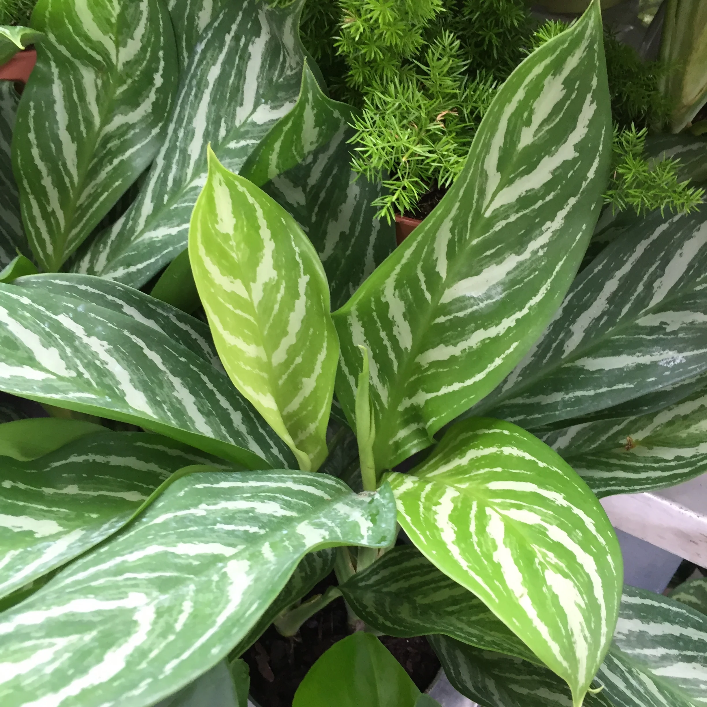 The 9 Best LowLight Plants for your Home or Office — Seattle's Favorite Garden Store Since 1924