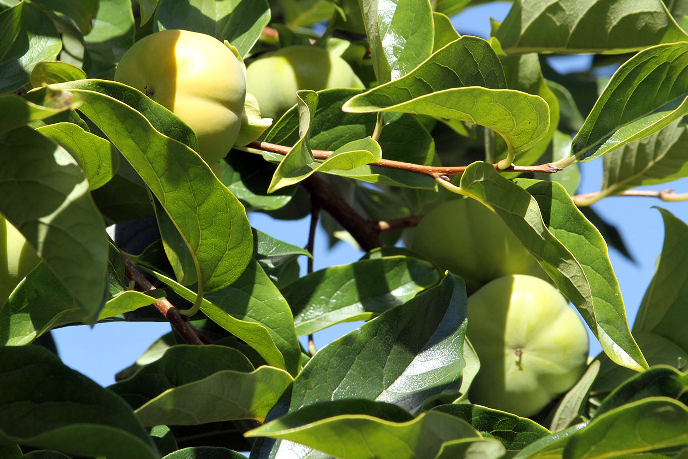Diospyros kaki 'Fuyu-jiro' (Japanese Persimmon)