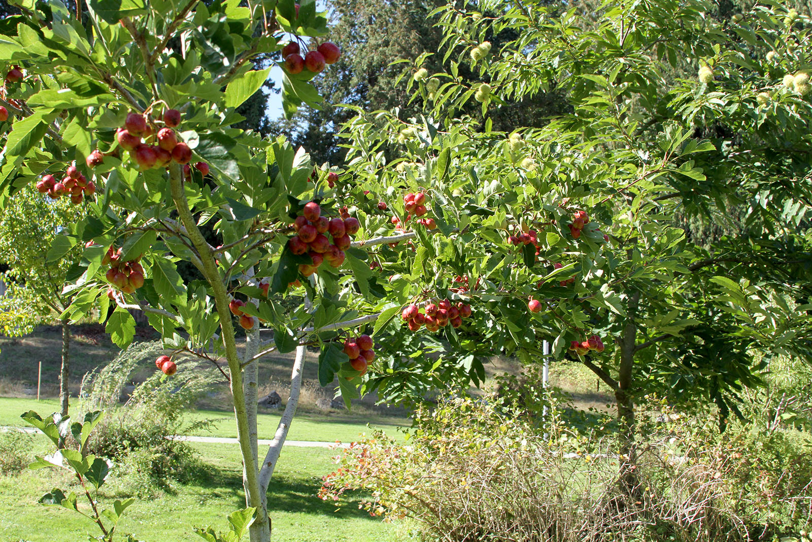 Crataegus pinnatifida (Chinese Hawthorn)