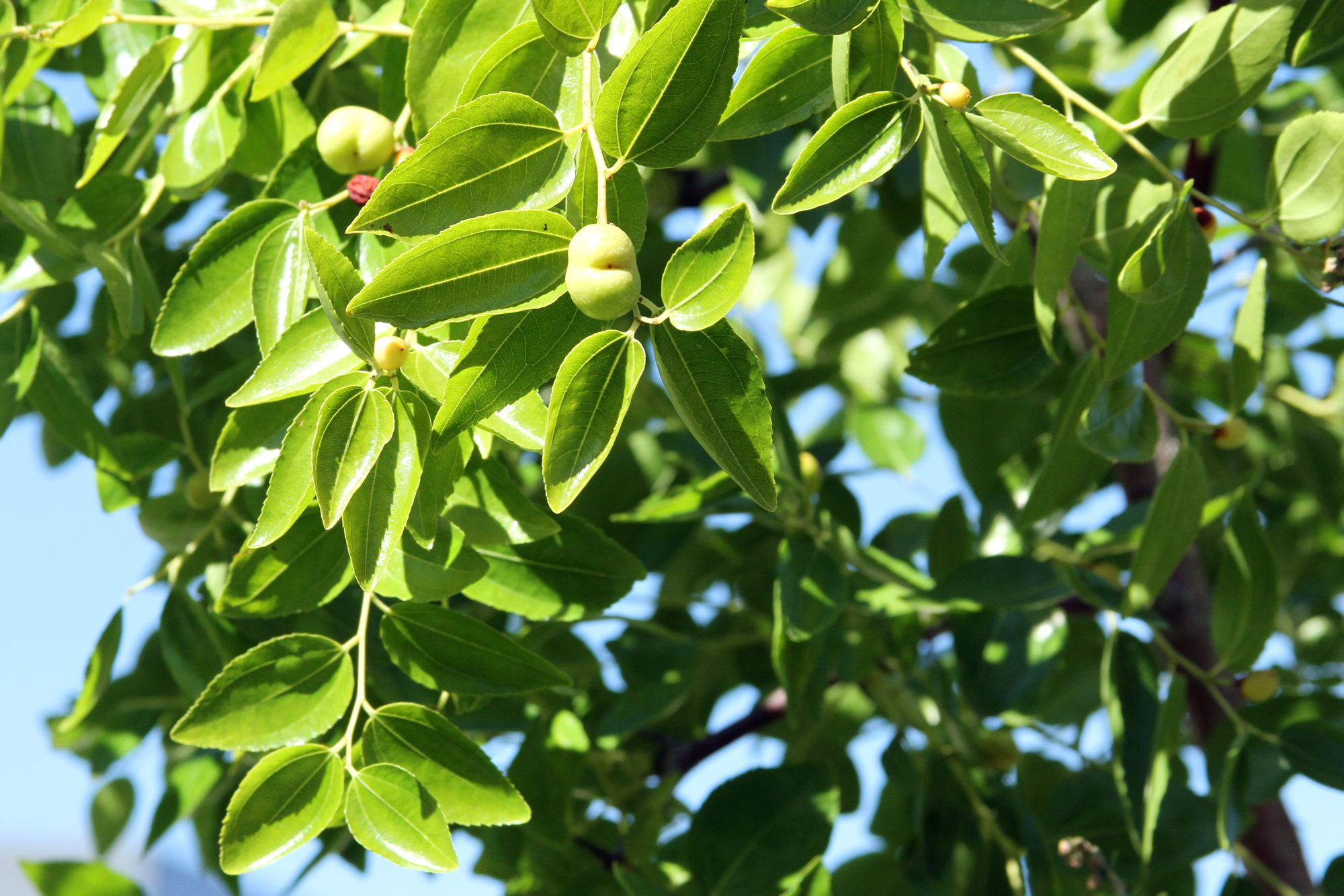 Zizyphus jujuba 'Li' (Jujube)