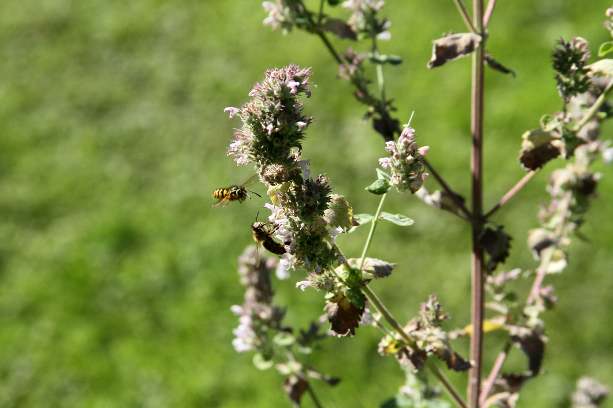 foodfor_3938.jpg