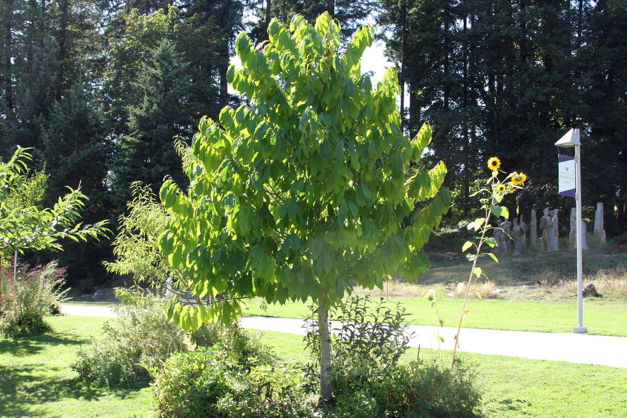 Asimina triloba (Paw Paw)