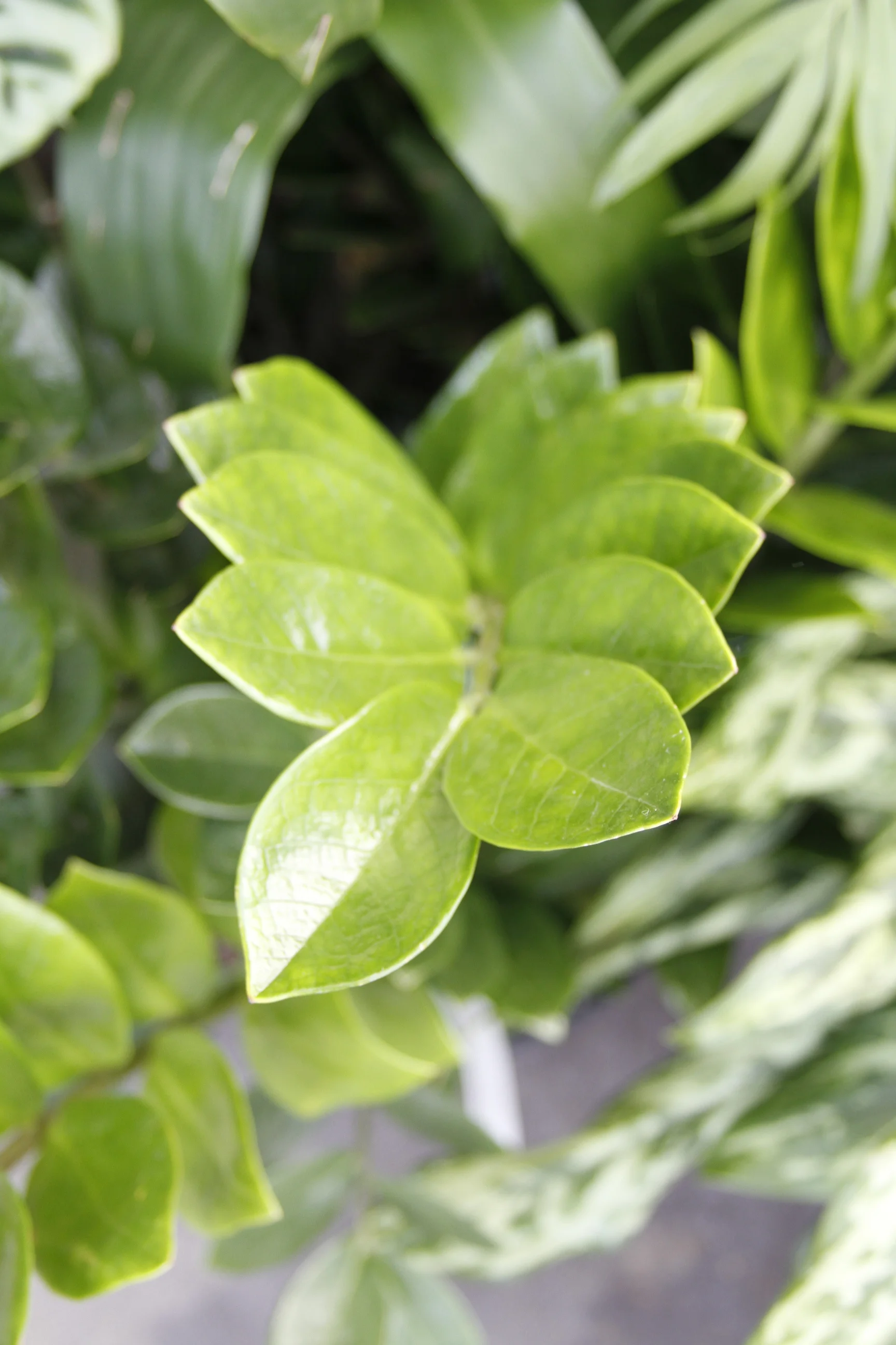 blue fern plant Fern 'Blue Star' | Indoor Plant | Tropical Plant | Potted Plant main image 0