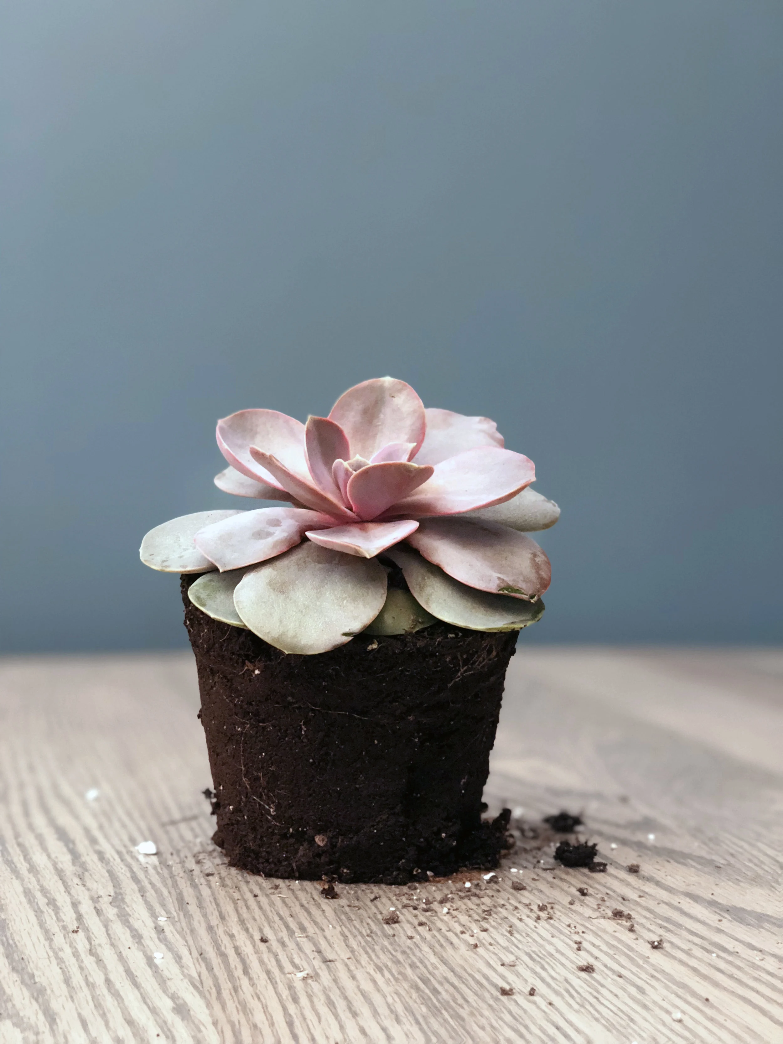 echeveria perle von nuremberg_edit.jpg