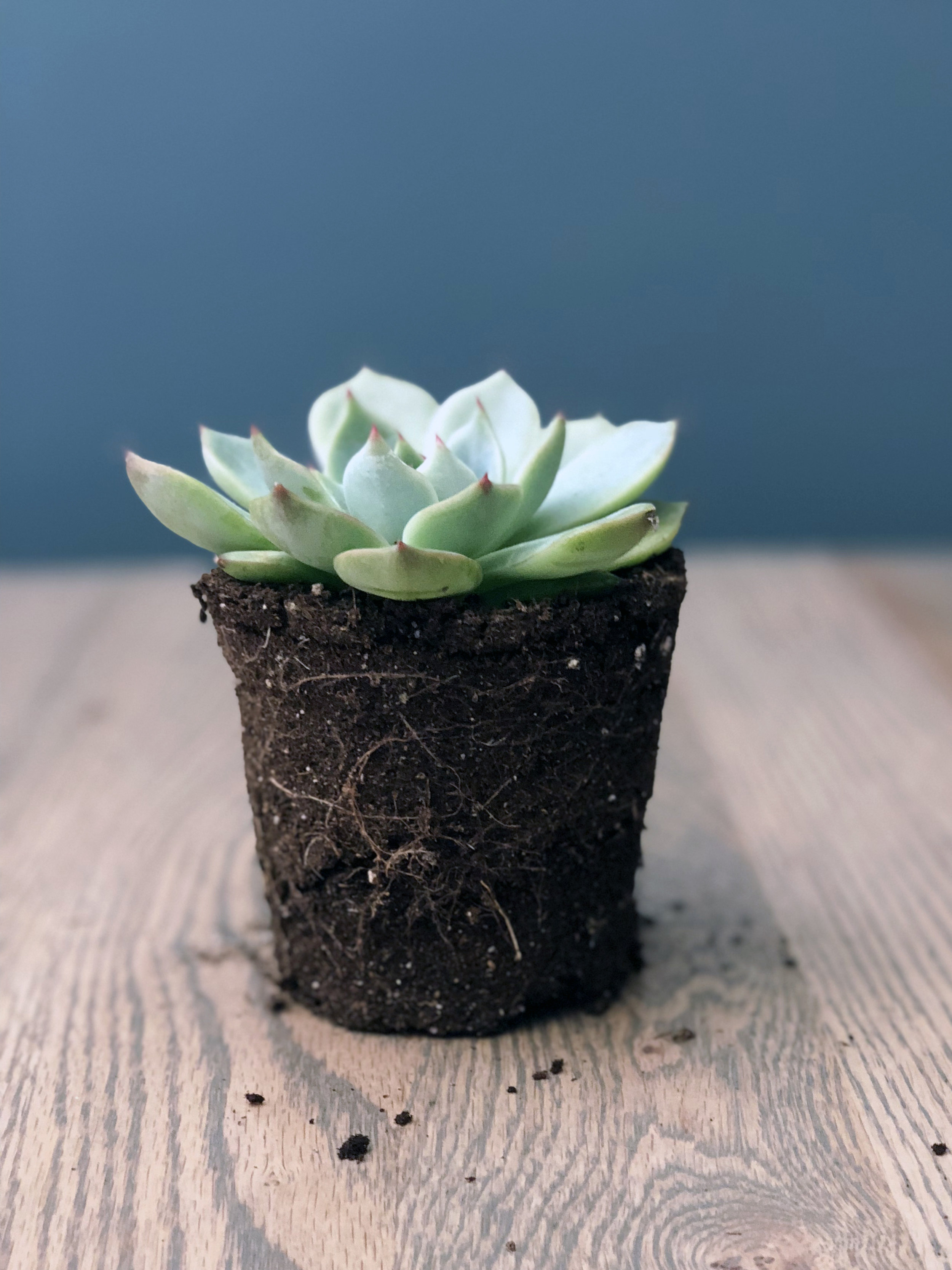 echeveria parva_edit.jpg