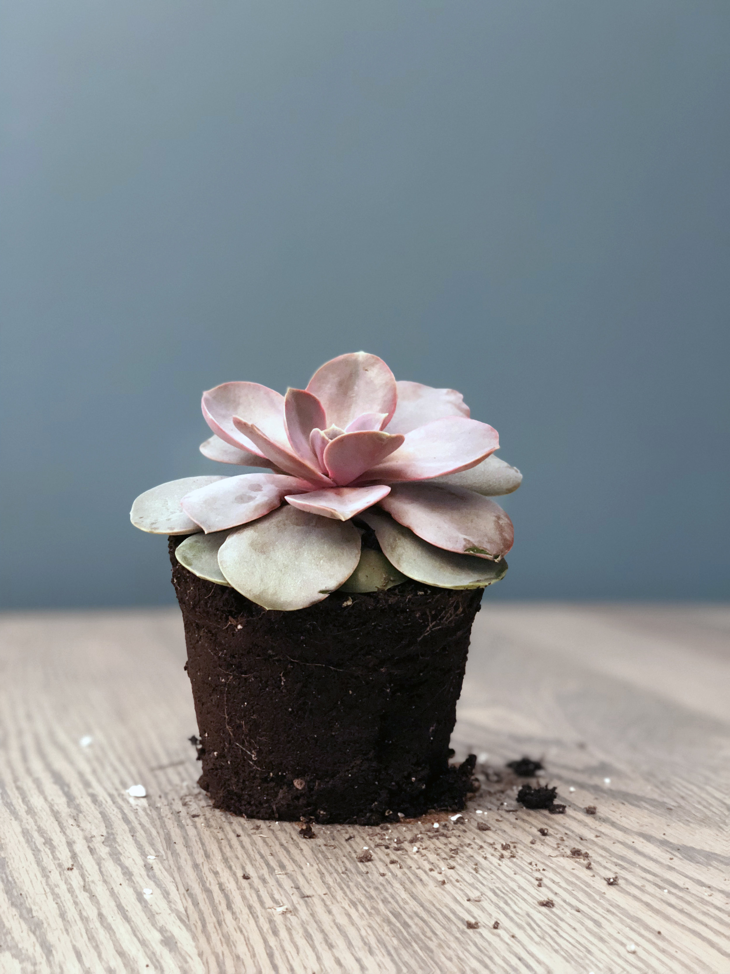 echeveria perle von nurnberg_edit.jpg