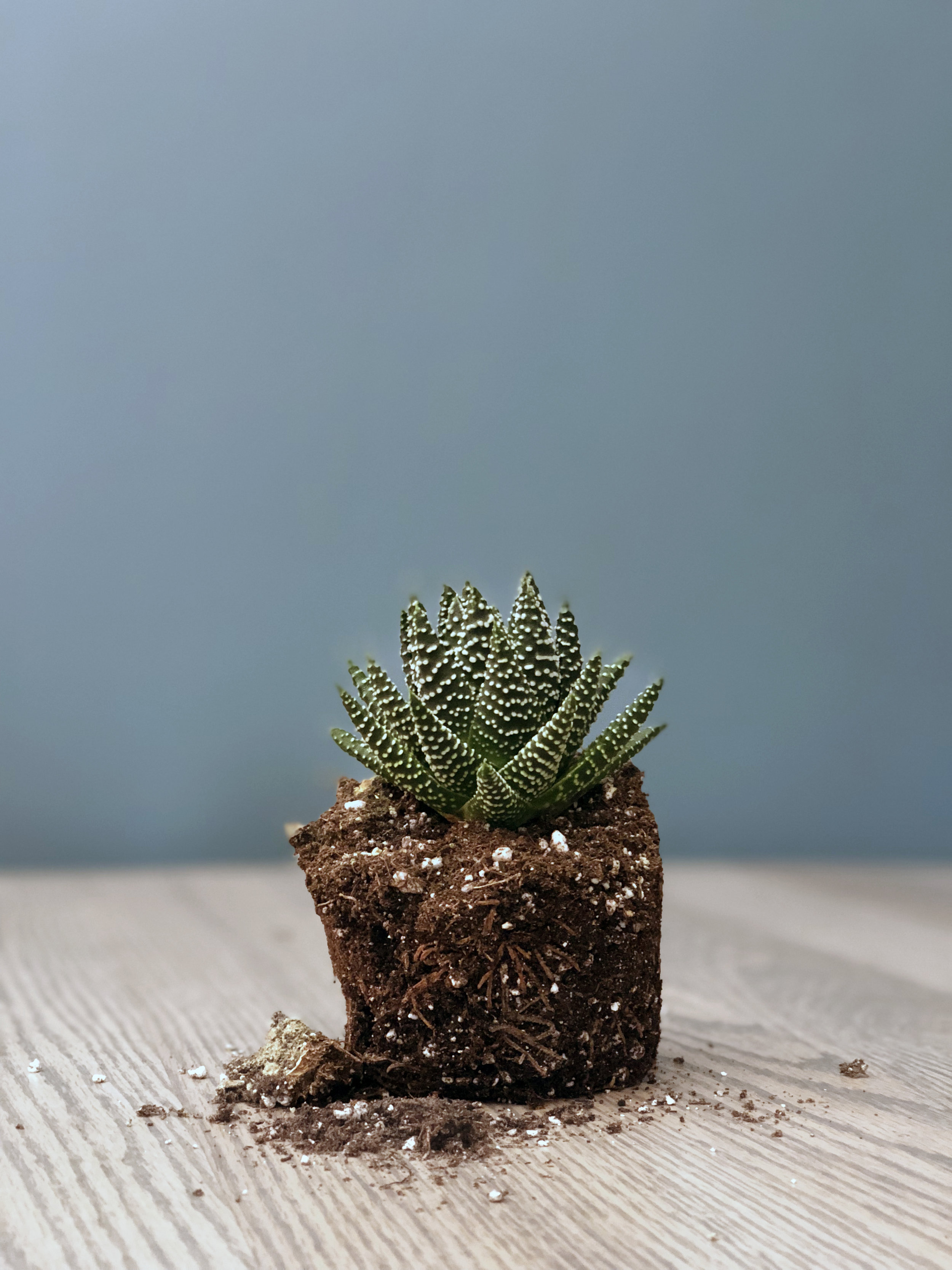 haworthia albert_edit.jpg