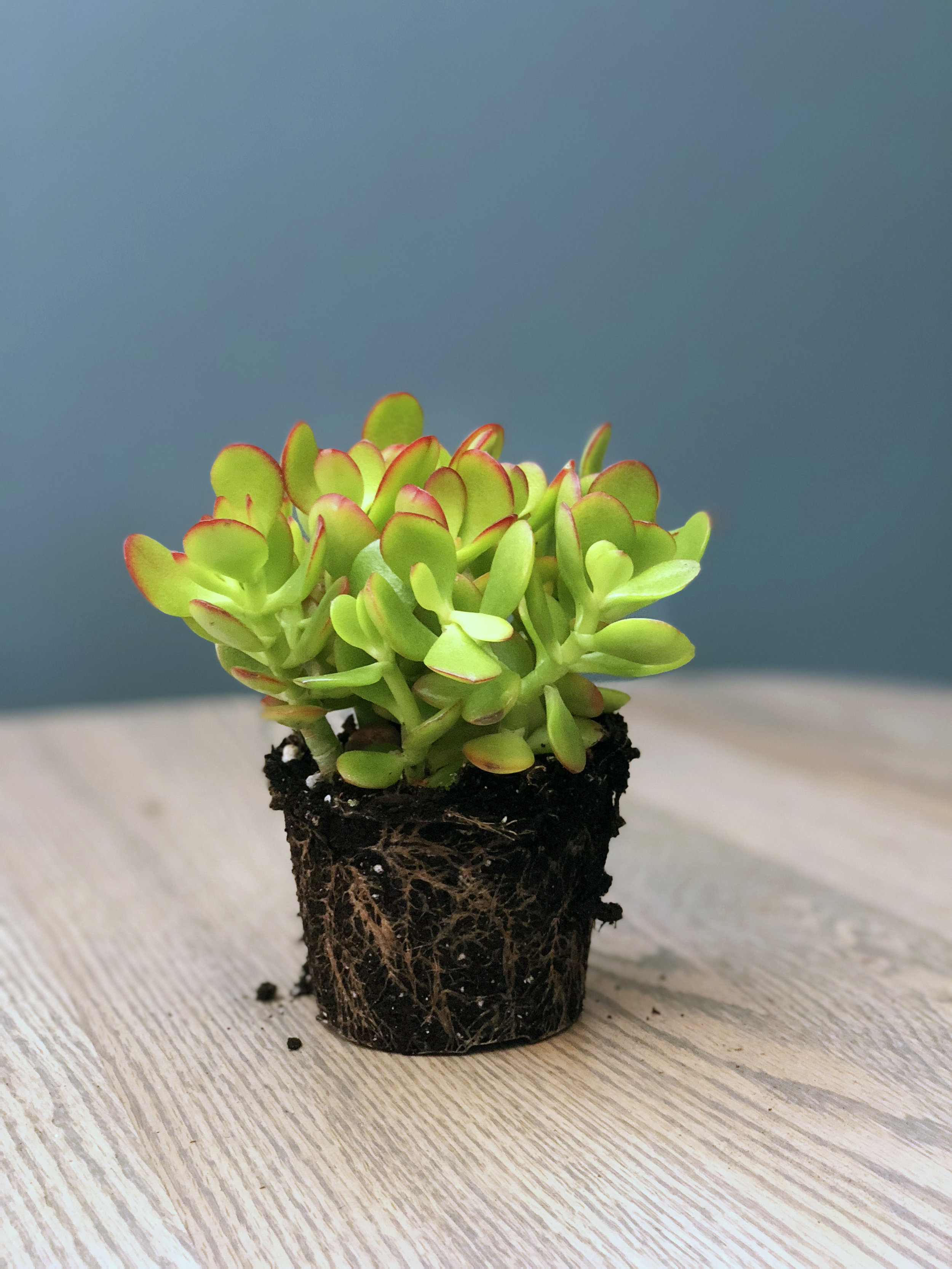 crassula ovata  Crosby jade_edit.jpg