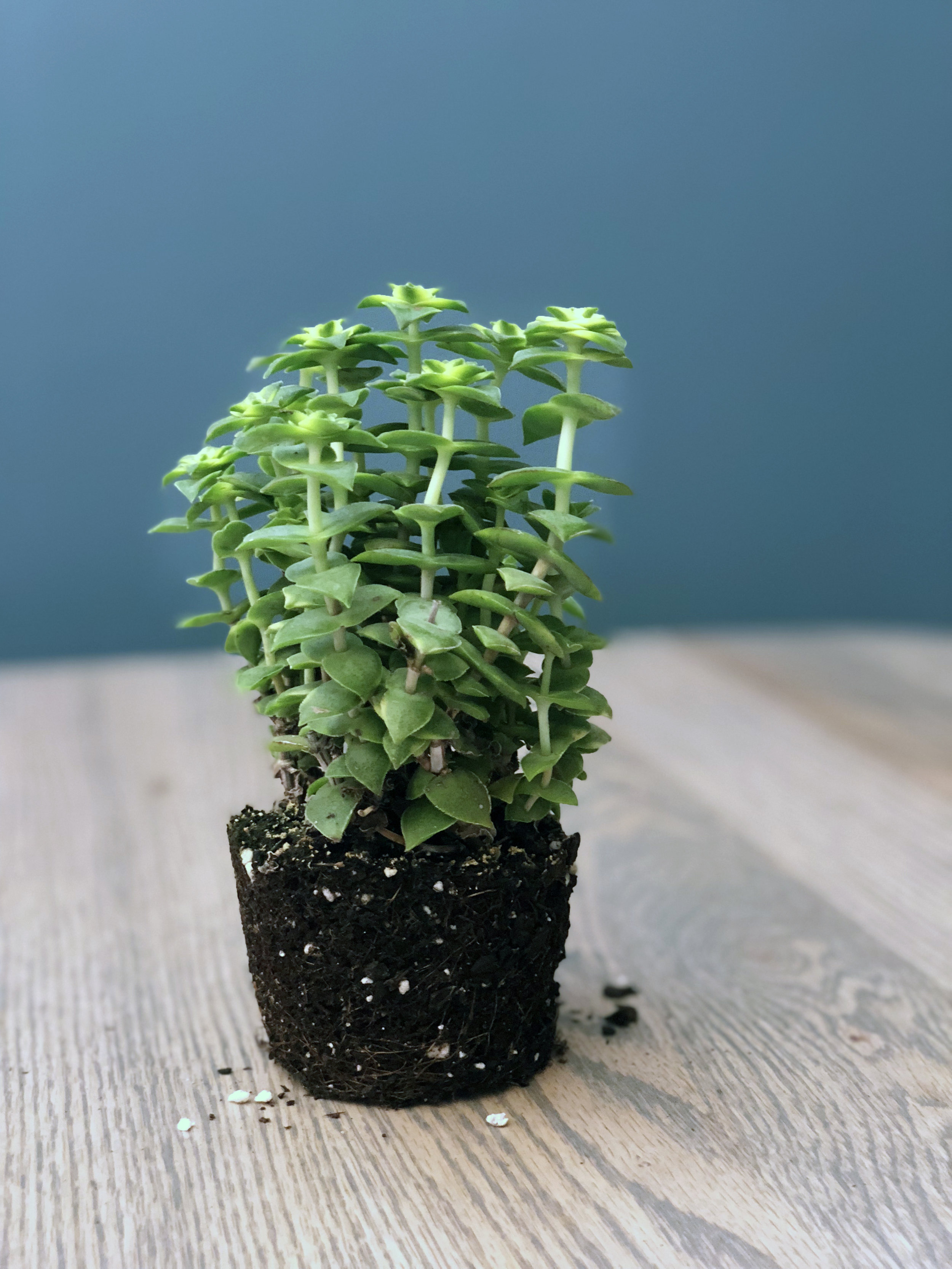 crassula perforata variegata string of buttons_edit.jpg