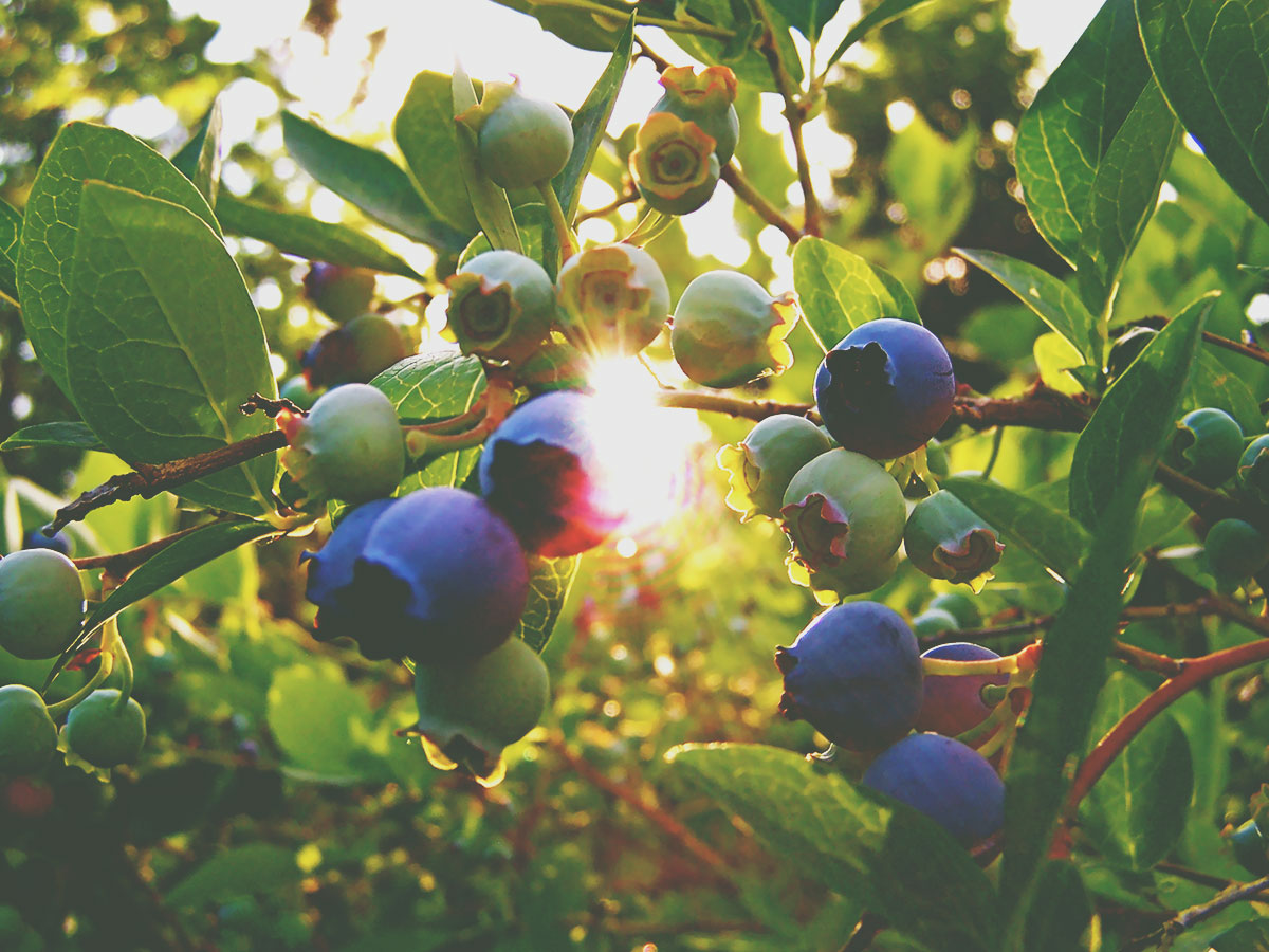 Pokok buah-buahan terbaik taman barat laut kecil