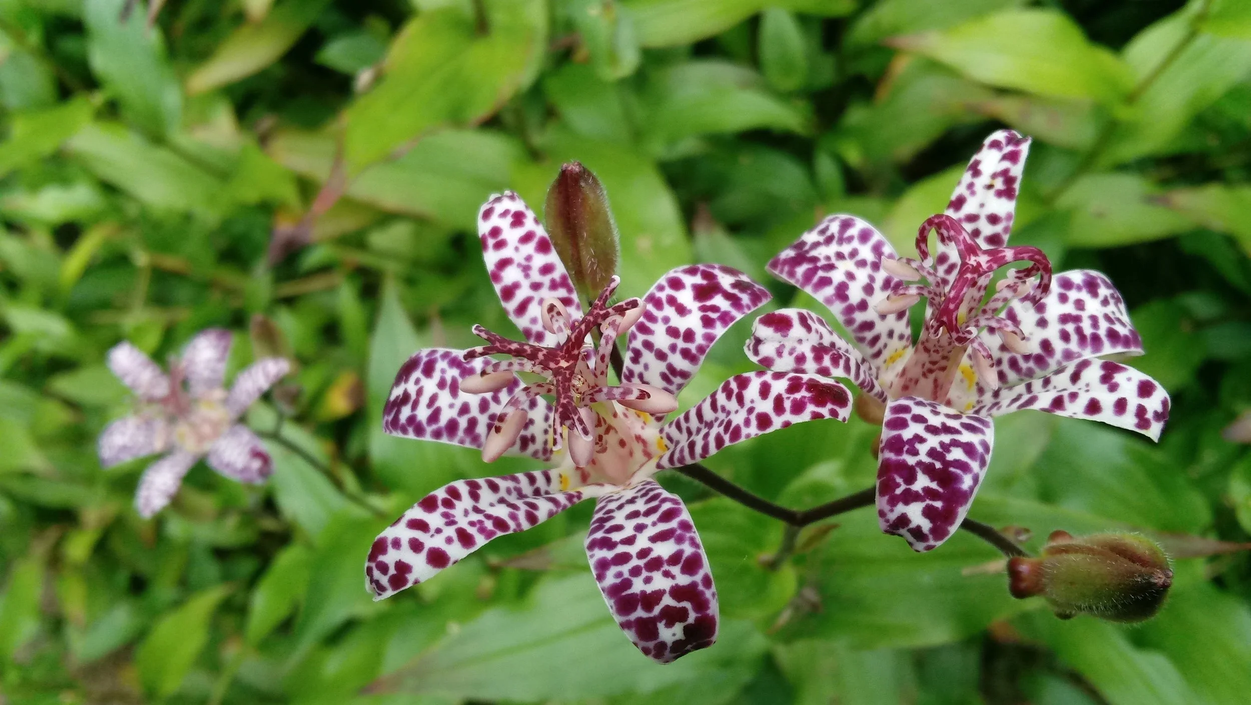 Doghobble & Pigsqueak: A Compendium of Curious Plant Names