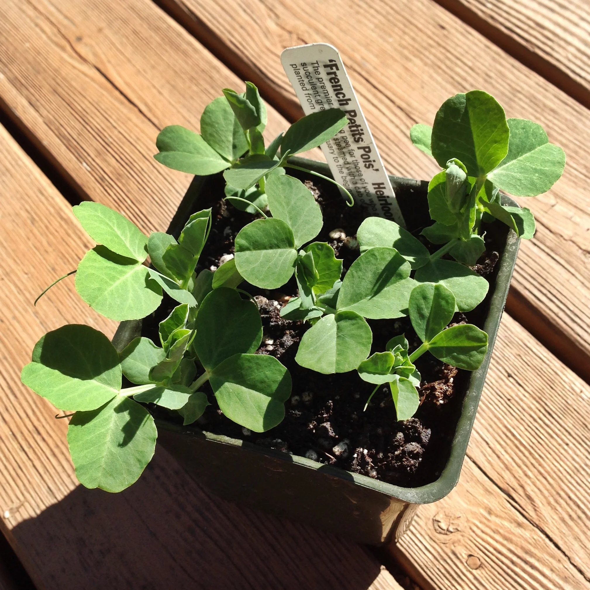 'French Petits Pois' Heirloom Shelling Peas are one my favorites. Small, sweet peas perfect raw or steamed.