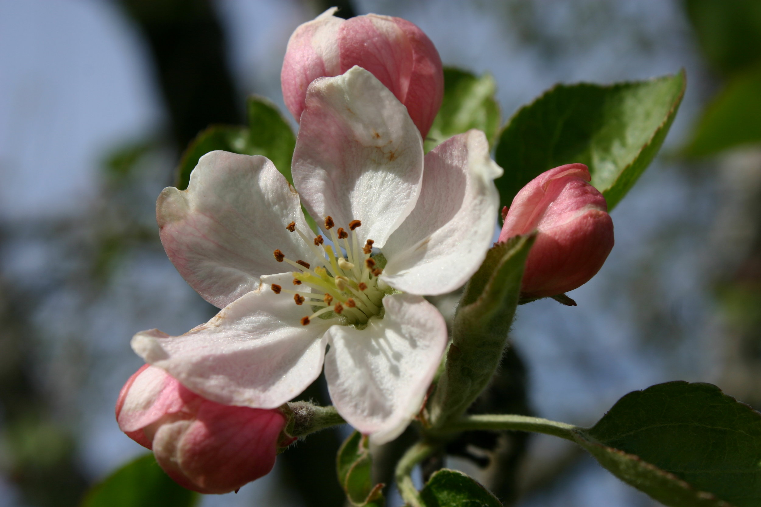 From Flower to Fruit The Mysteries of Apple Pollination — Seattle's
