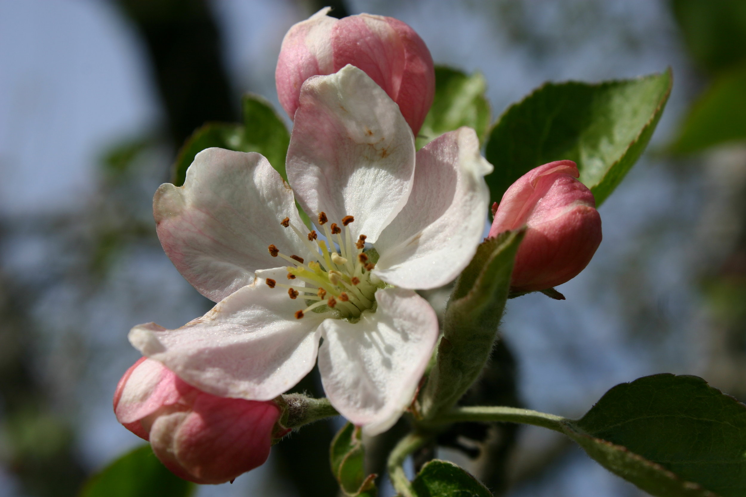 From Flower to Fruit: The Mysteries of Apple Pollination — Seattle's